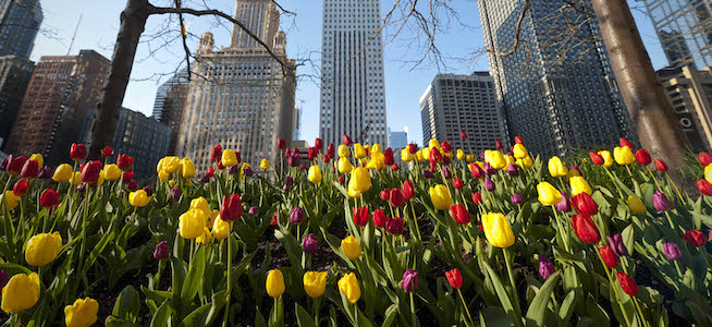 Chicago tulips