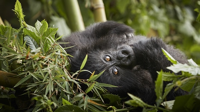 An exclusive front-row seat to the Mountain Gorilla Sanctuary
