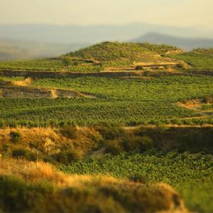 Marques de Riscal - Photo #10