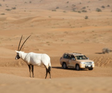 Al Maha Desert Resort & Spa - Photo #14