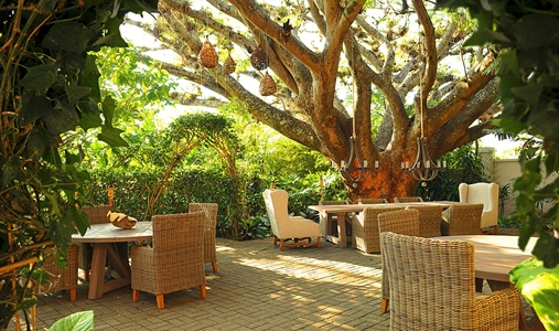 Alta Las Palomas - Tree Terrace Dining - Book on ClassicTravel.com
