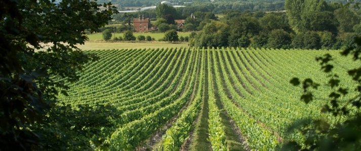 The Gallivant - English Vineyards- Book on ClassicTravel.com