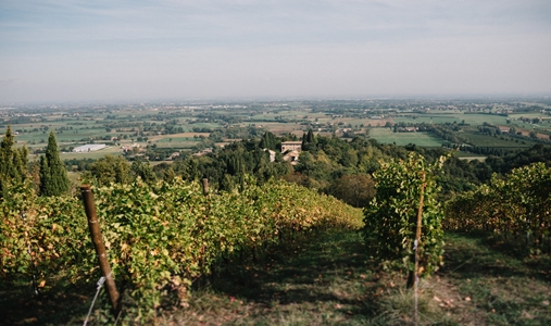 Tenuta di Roncolo - Vineyard - Book on ClassicTravel.com