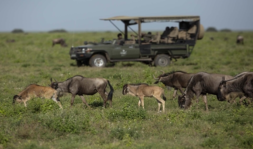 Siringit Migration Camp - Wild Life - Book on ClassicTravel.com