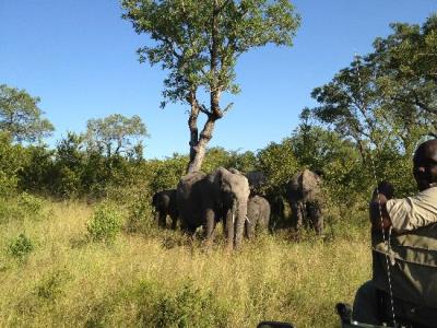 Singita Ebony Lodge - Photo #5