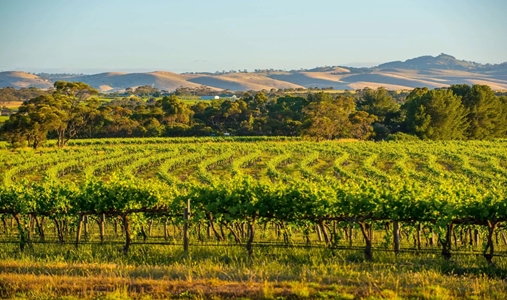 The Louise - Vinyard View - Book on ClassicTravel.com