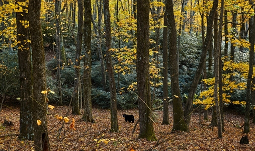 Primland, Auberge Resorts Collection - Landscape with Bear - Book on ClassicTravel.com