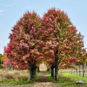 Wildflower Farms, Auberge Resorts Collection  - Garden - Book on ClassicTravel.com