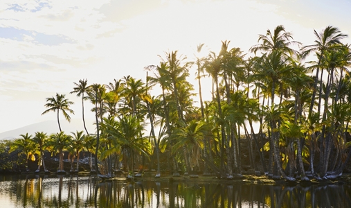 Mauna Lani - Ponds - Book on ClassicTravel.com