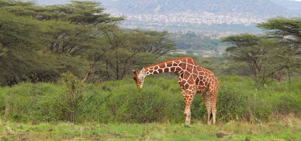 Kenya Migration Safari 11-Day - Photo #3