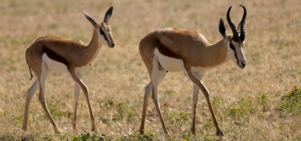 Kenya Migration Safari 11-Day - Photo #7