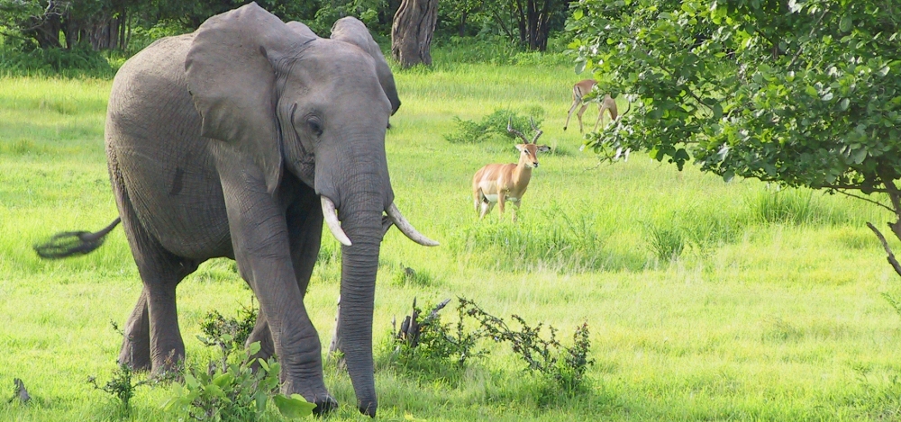 East African Hemingway Safari - Photo #1