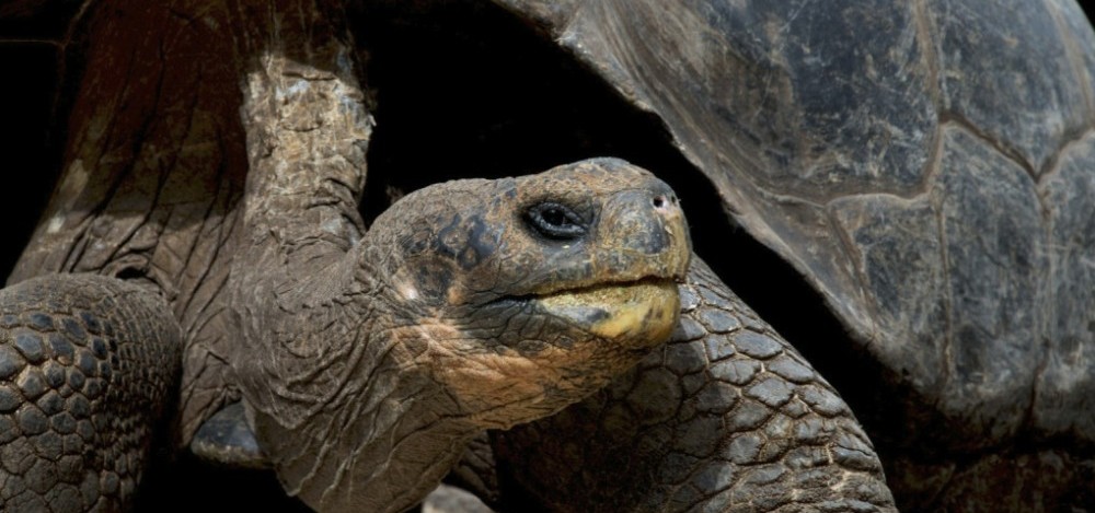 Galapagos Aboard M.S. Polaris - Photo #2