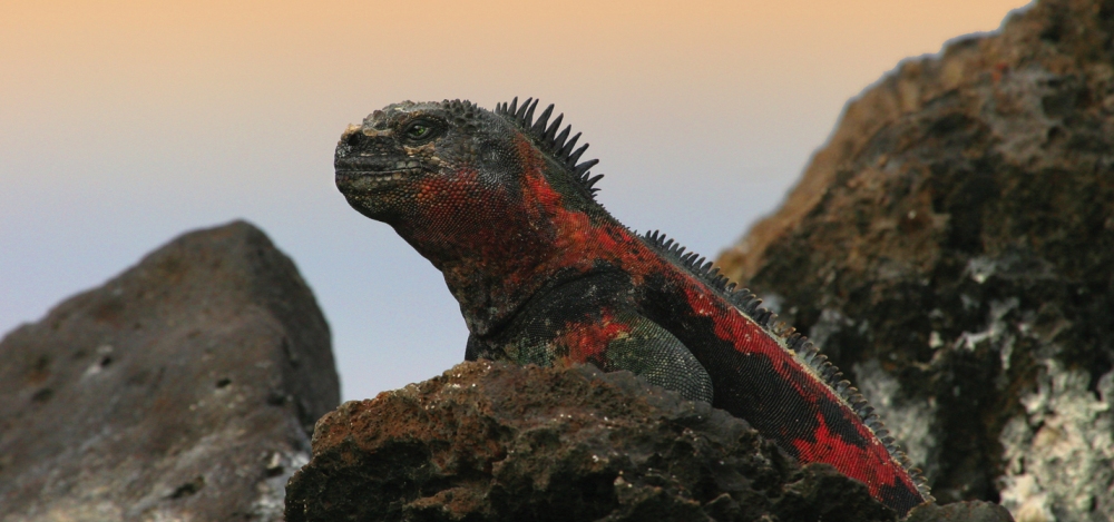 Galapagos Aboard M.S. Polaris - Photo #5