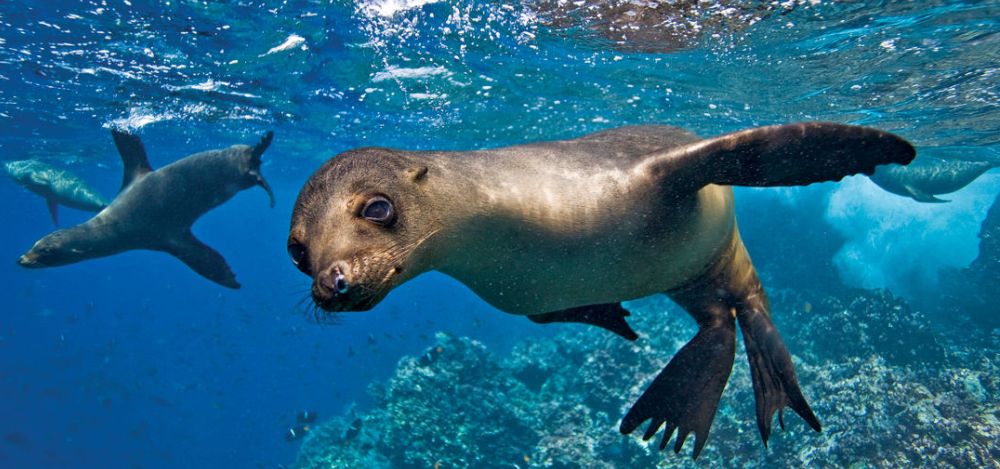 Galapagos Aboard M.S. Polaris - Photo #6